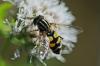Helophilus trivittatus